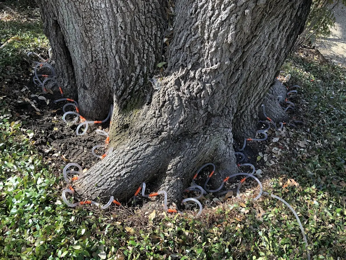 Detailed Tree Cabling and Bracing job site in Chokoloskee